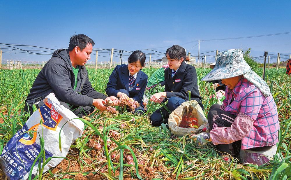 农商行助力秋收秋种，深耕金融服务责任田